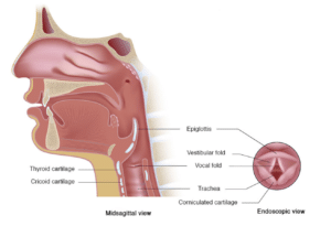 Laryngeal Surgery