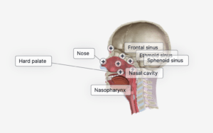 nasal cancer surgery
